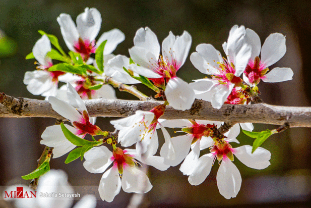 شکوفه‌های آستانه بهار ۱۴۰۰