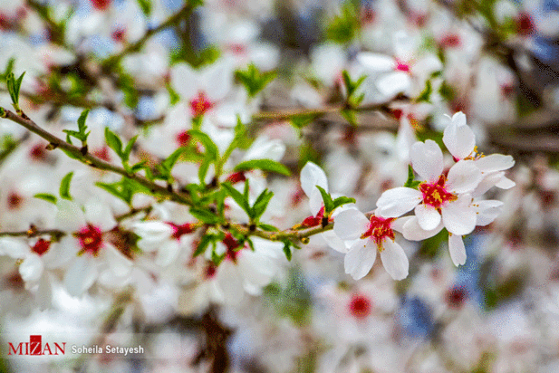 شکوفه‌های آستانه بهار ۱۴۰۰