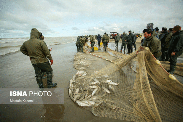 آخرین روزهای صید ماهی در مازندران
