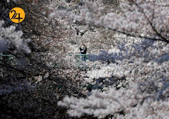 شکوفه‌های بهاری در کشورهای مختلف