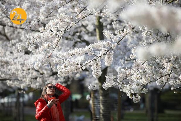 شکوفه‌های بهاری در کشورهای مختلف