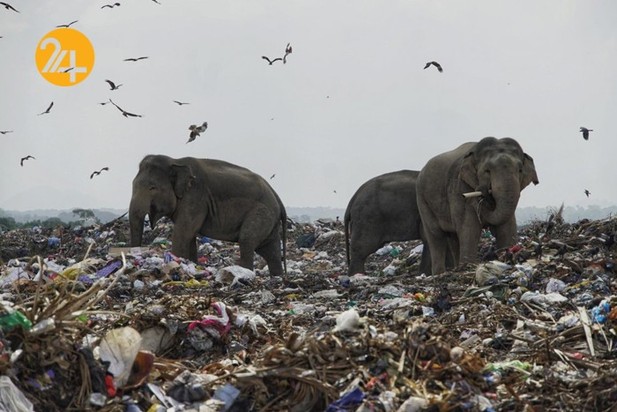 فیل‌های وحشی زباله خوار در سریلانکا
