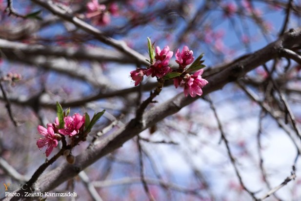 شکوفه‌های بهاری روستای سکنج