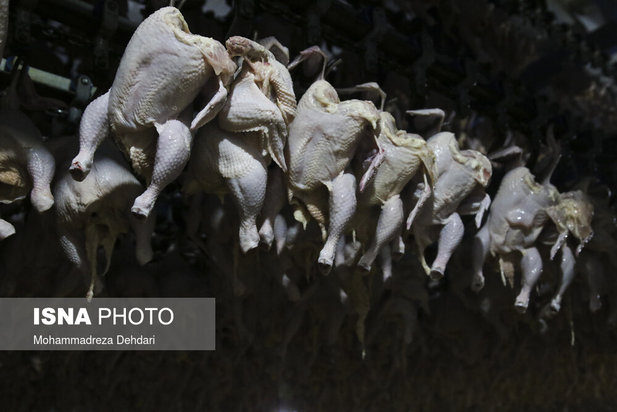 مرغ از کشتار تا بازار