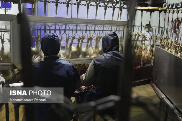 مرغ از کشتار تا بازار