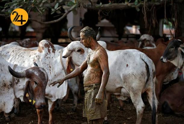 استحمام با فضولات گاو برای درمان کرونا در هند