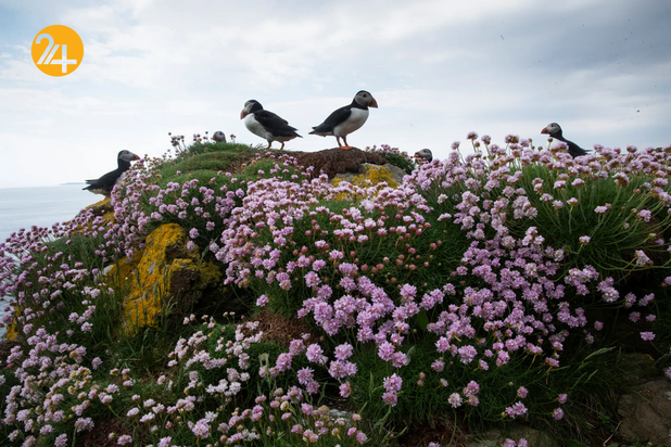 زیباترین طوطی‌های دریایی اسکاتلند