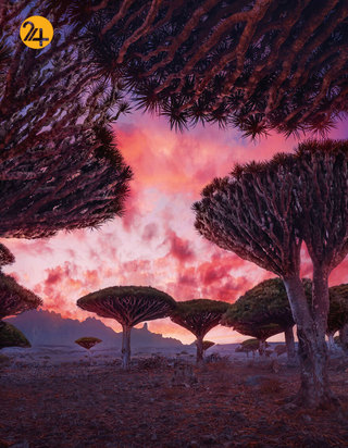 درختان خون اژدها در جزیره سقطرا