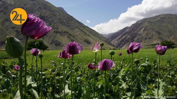 مزارع کشت خشخاش در افغانستان